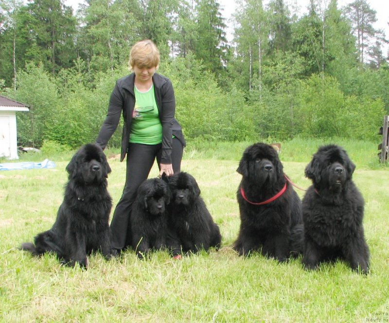 Фото: ньюфаундленд Beguschaya po Volnam Esperanto Etulo CHui (Бегущая по Волнам Есперанто Етуло Чуи), ньюфаундленд Beguschaya po Volnam Elvis (Бегущая по Волнам Елвис), ньюфаундленд Cayuga Mescalero, ньюфаундленд Thickish Newfoundland Monnalisadellagioconda, ньюфаундленд Beguschaya po Volnam Hand Made (Бегущая по Волнам Ханд Маде), Margarita Zavackova (Маргарита Завацкова)