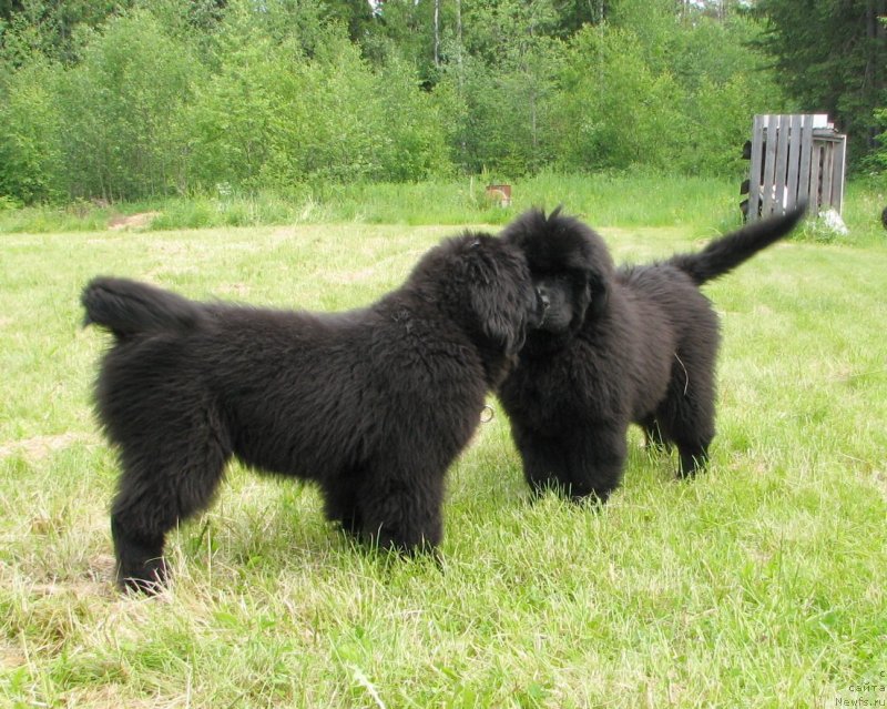 Фото: ньюфаундленд Beguschaya po Volnam Esperanto Etulo CHui (Бегущая по Волнам Есперанто Етуло Чуи), ньюфаундленд Beguschaya po Volnam Elvis (Бегущая по Волнам Елвис)