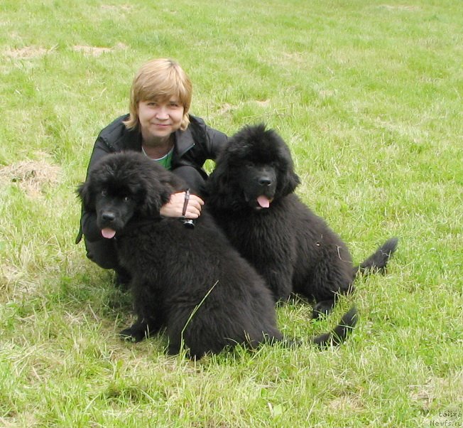 Фото: ньюфаундленд Beguschaya po Volnam Esperanto Etulo CHui (Бегущая по Волнам Есперанто Етуло Чуи), ньюфаундленд Beguschaya po Volnam Elvis (Бегущая по Волнам Елвис), Margarita Zavackova (Маргарита Завацкова)