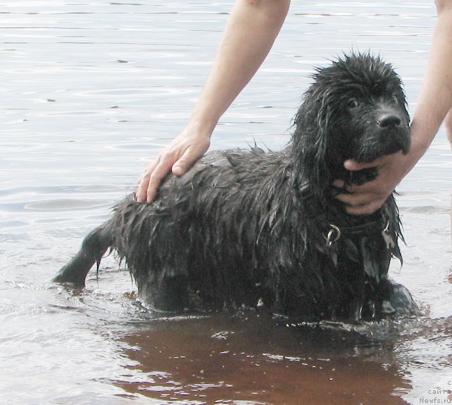 Фото: ньюфаундленд Beguschaya po Volnam Esperanto Etulo CHui (Бегущая по Волнам Есперанто Етуло Чуи)
