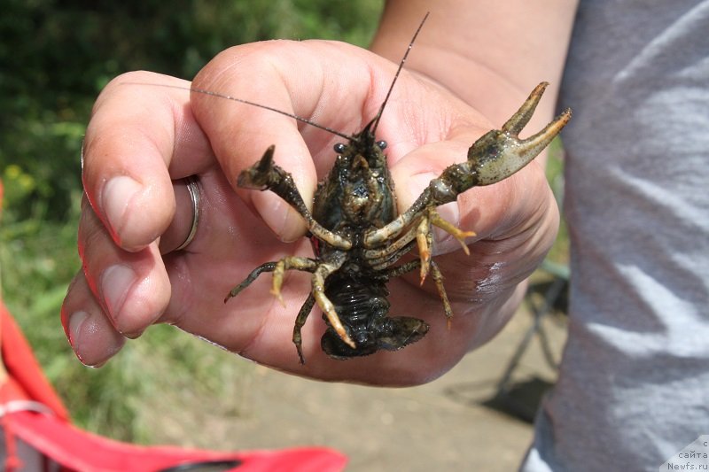 Фотография № 127826