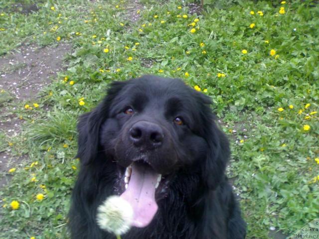 Фото: Атлант Рей