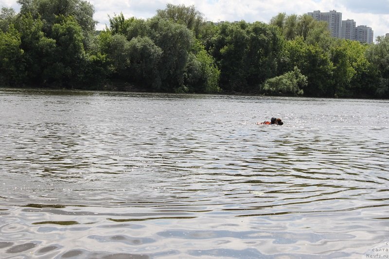 Фото: ньюфаундленд Ocharovashka s Berega Dona (Очаровашка с Берега Дона)