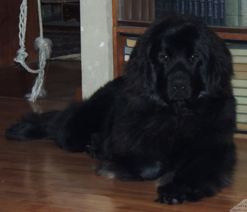 Фото: ньюфаундленд Bi Perfekt Arabella (Би Перфект Арабелла)