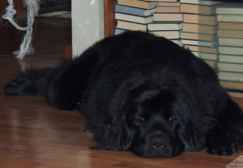 Фото: ньюфаундленд Bi Perfekt Arabella (Би Перфект Арабелла)