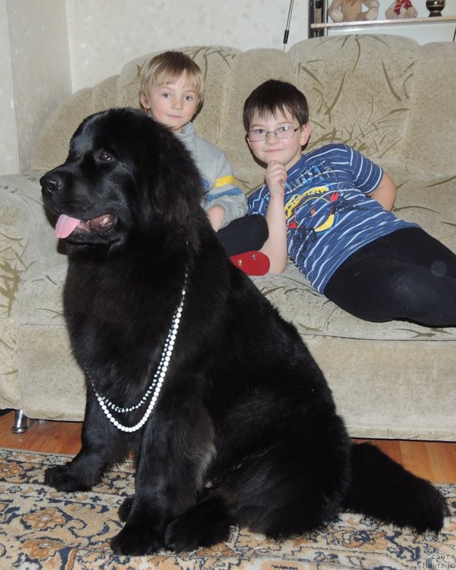 Фото: ньюфаундленд Bi Perfekt Arabella (Би Перфект Арабелла)