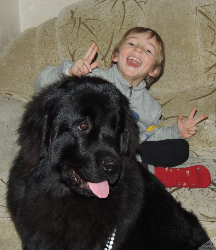 Фото: ньюфаундленд Bi Perfekt Arabella (Би Перфект Арабелла)