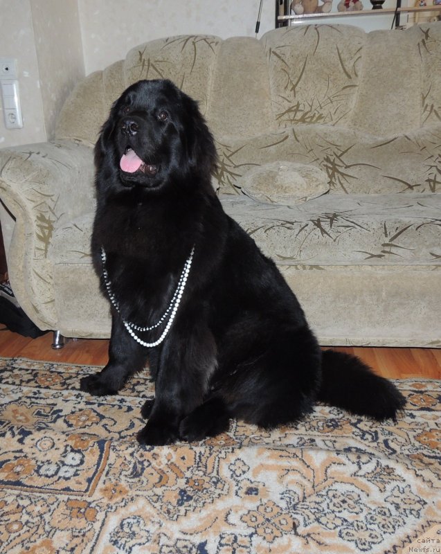 Фото: ньюфаундленд Bi Perfekt Arabella (Би Перфект Арабелла)