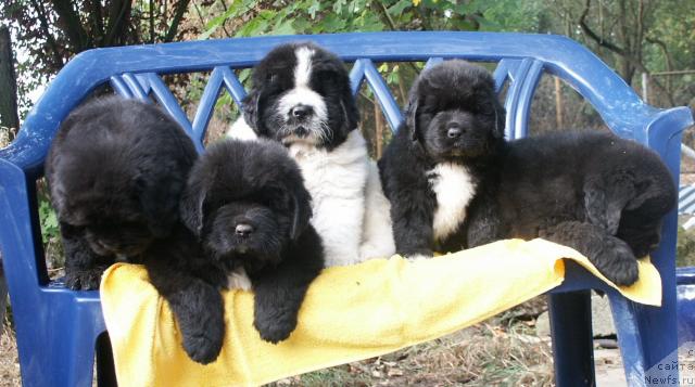 Фотография № 12788