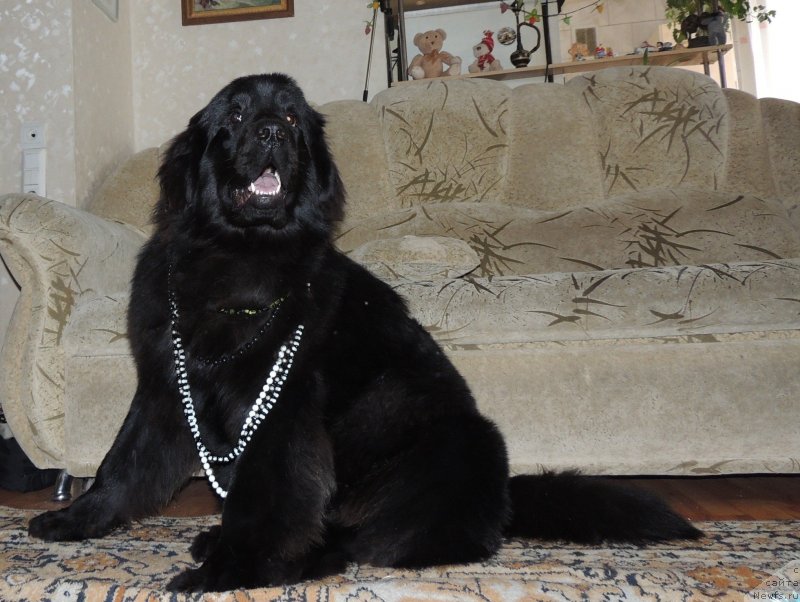Фото: ньюфаундленд Bi Perfekt Arabella (Би Перфект Арабелла)