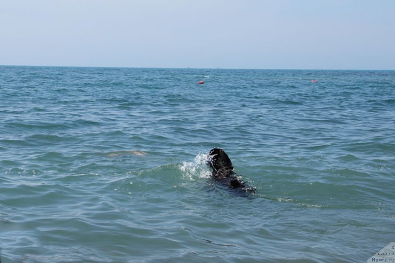 Фото: ньюфаундленд Zvezdnij Dar Afina dlja Berega Dona (Звездный Дар Афина для Берега Дона)