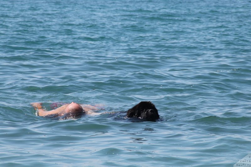 Фото: ньюфаундленд Zvezdnij Dar Afina dlja Berega Dona (Звездный Дар Афина для Берега Дона)