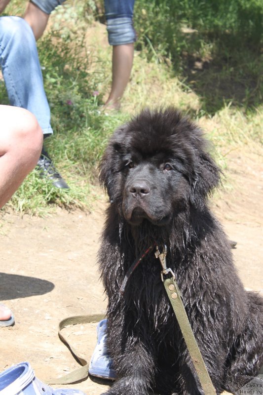 Фото: ньюфаундленд Legolas Senejskiy Syin Ariadnyi (Леголас Сенежский Сын Ариадны)