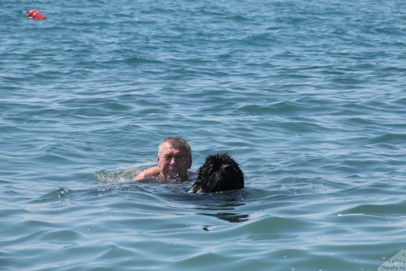 Фото: ньюфаундленд Rostovchanka s Berega Dona (Ростовчанка с Берега Дона)