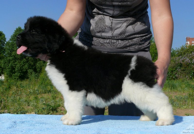 Фото: ньюфаундленд Akvian Song Kasatka (Аквиан Сонг Касатка)