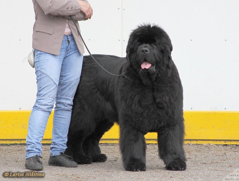 Фото: ньюфаундленд S'Nezhnaya Vjuga Alyaniko del Vulture (С'Нежная Вьюга Альянико Дель Вультуре)