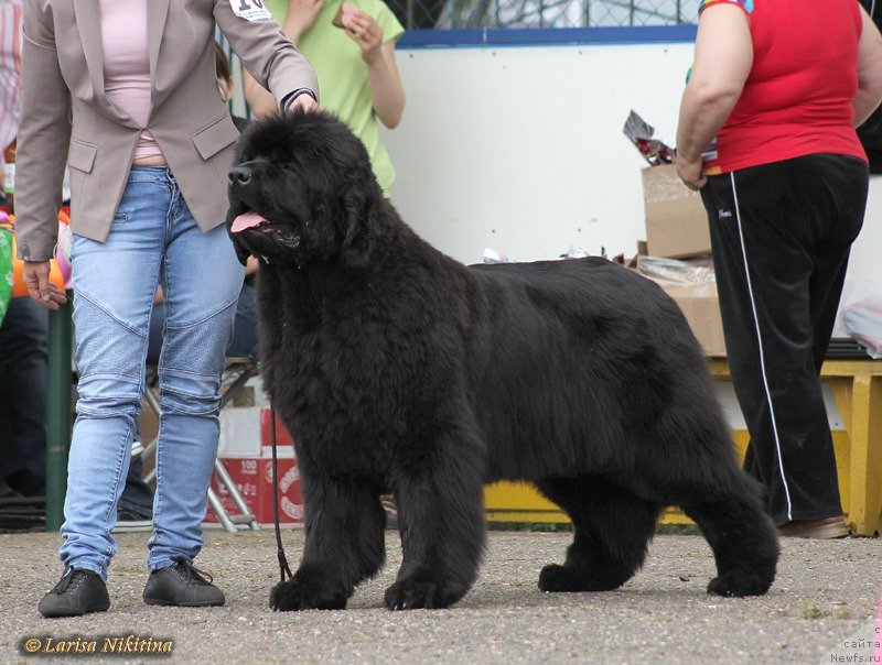 Фото: ньюфаундленд S'Nezhnaya Vjuga Avignonesi Capannelle (С'Нежная Вьюга Авиньонези Капаннеле)