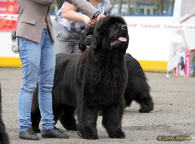 Фото: ньюфаундленд S'Nezhnaya Vjuga Avignonesi Capannelle (С'Нежная Вьюга Авиньонези Капаннеле)