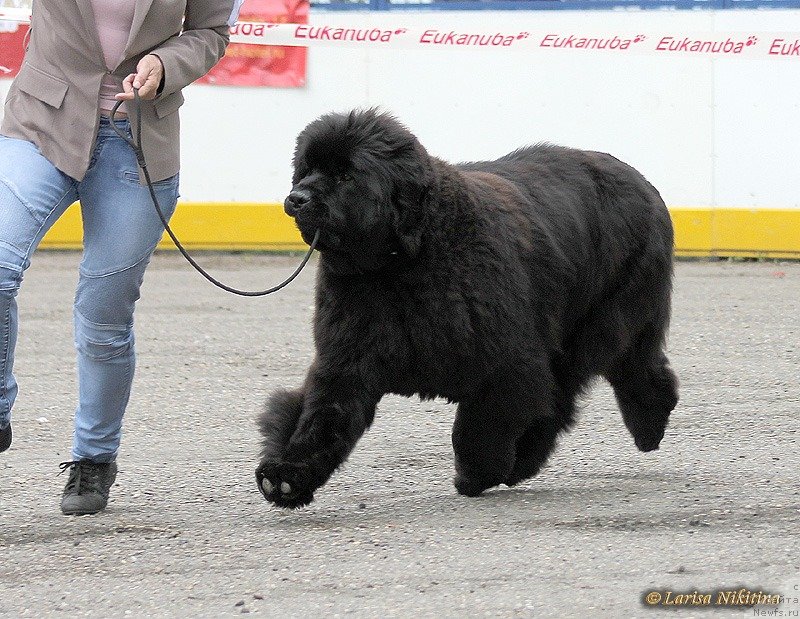 Фото: ньюфаундленд S'Nezhnaya Vjuga Avignonesi Capannelle (С'Нежная Вьюга Авиньонези Капаннеле)