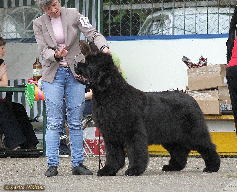 Фото: ньюфаундленд S'Nezhnaya Vjuga Avignonesi Capannelle (С'Нежная Вьюга Авиньонези Капаннеле)