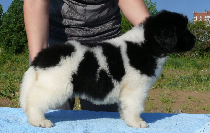 Фото: ньюфаундленд Akvian Song Kiss from Rouz (Аквиан Сонг Кисс Фром Роуз)