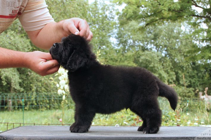 Фото: ньюфаундленд SHartrez s Berega Dona (Шартрез с Берега Дона)