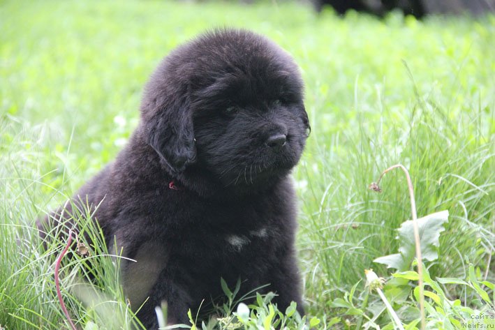 Фото: ньюфаундленд SHartrez s Berega Dona (Шартрез с Берега Дона)