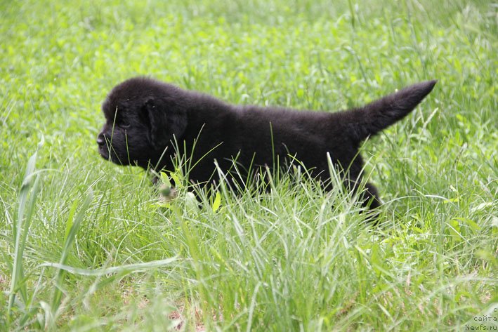 Фото: ньюфаундленд SHartrez s Berega Dona (Шартрез с Берега Дона)