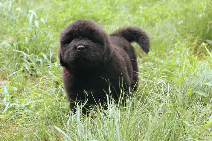 Фото: ньюфаундленд SHartrez s Berega Dona (Шартрез с Берега Дона)