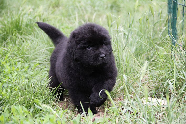 Фото: ньюфаундленд SHnaps s Berega Dona (Шнапс с Берега Дона)