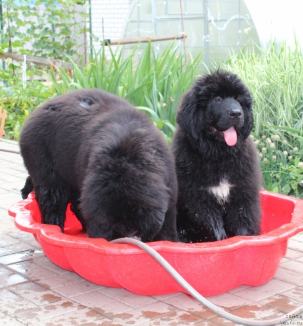 Фото: ньюфаундленд Aquatoriya Kelvin Schegol (Акватория Келвин Щёголь), ньюфаундленд Aquatoriya Kelvin Schegol (Акватория Келвин Щёголь)