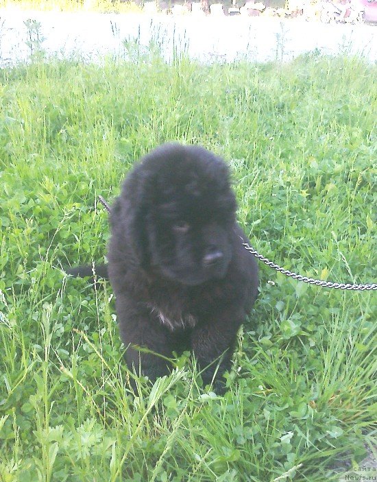 Фото: ньюфаундленд Vin Dizel' dlya N'yufort (Вин Дизель для Ньюфорт)