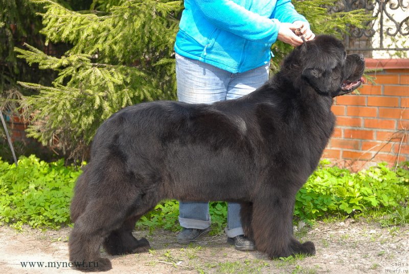 Фото: ньюфаундленд Sent Djons Sabina Mistical (Сент Джонс Сабина Мистикал)