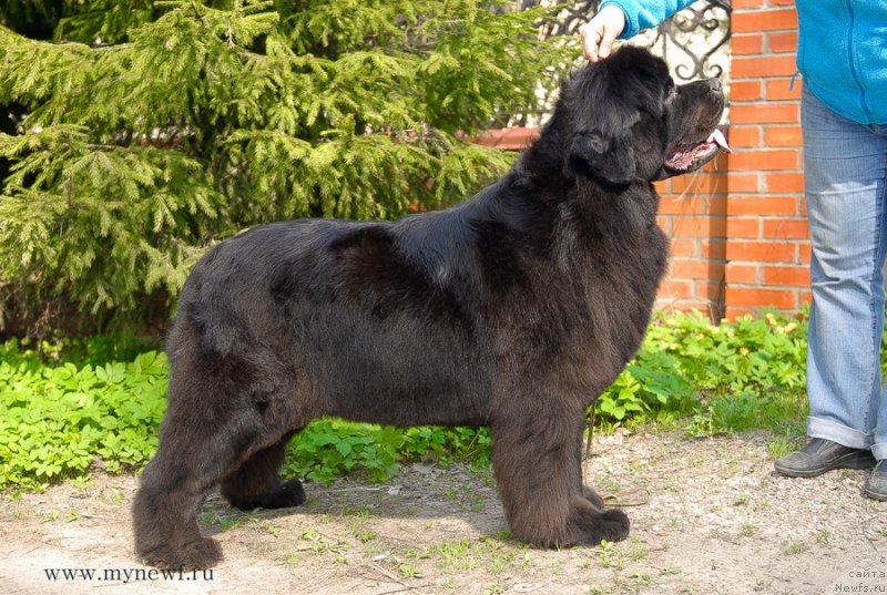 Фото: ньюфаундленд Sent Djons Sabina Mistical (Сент Джонс Сабина Мистикал)