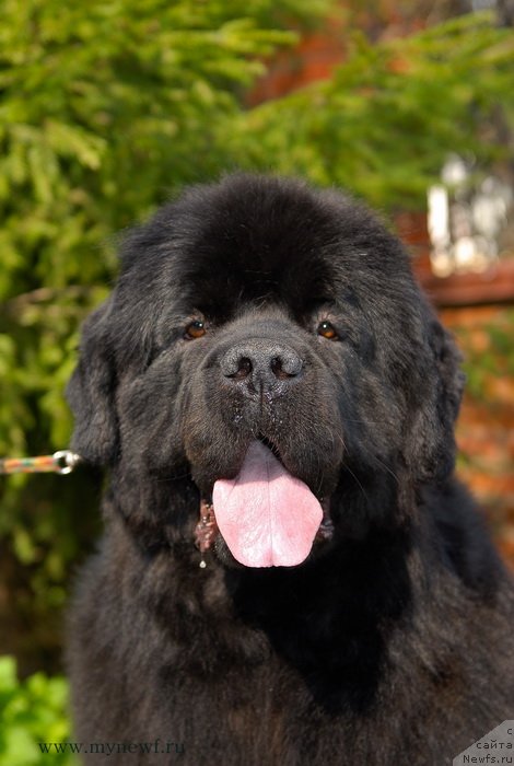 Фото: ньюфаундленд Sent Djons Sabina Mistical (Сент Джонс Сабина Мистикал)