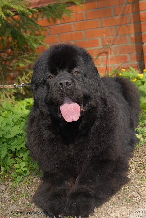 Фото: ньюфаундленд Sent Djons Sabina Mistical (Сент Джонс Сабина Мистикал)