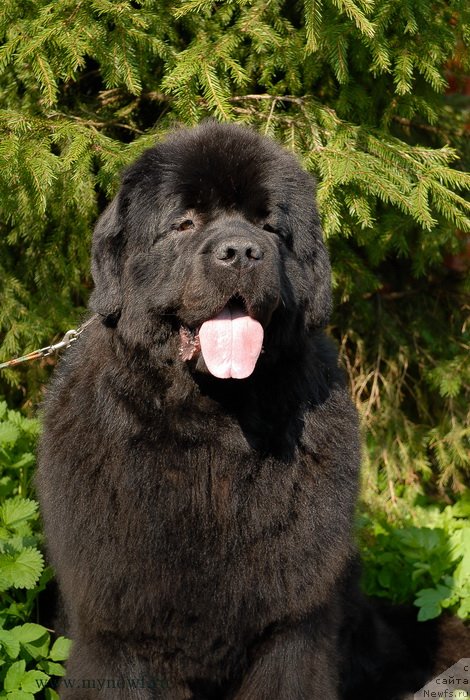 Фото: ньюфаундленд Sent Djons Sabina Mistical (Сент Джонс Сабина Мистикал)