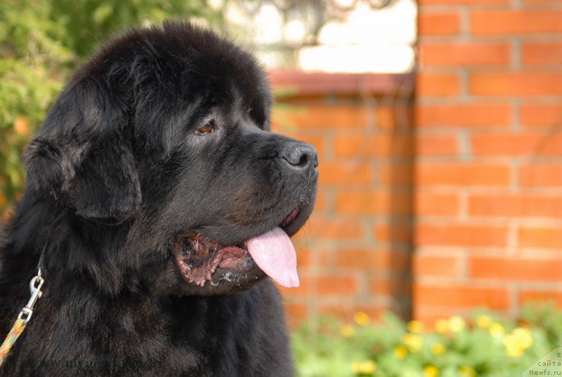 Фото: ньюфаундленд Sent Djons Sabina Mistical (Сент Джонс Сабина Мистикал)