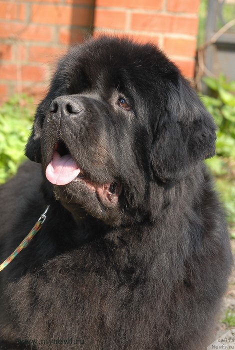 Фото: ньюфаундленд Sent Djons Sabina Mistical (Сент Джонс Сабина Мистикал)