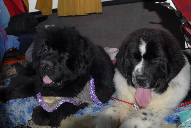 Фотография № 127932