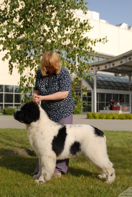 Фотография № 127944