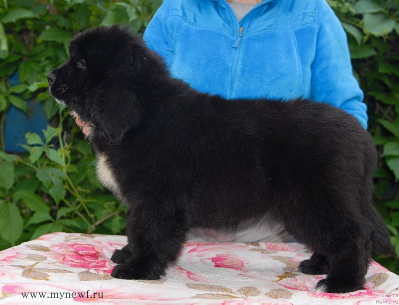 Фото: ньюфаундленд Sent Djons Evraziya (Сент Джонс Евразия)