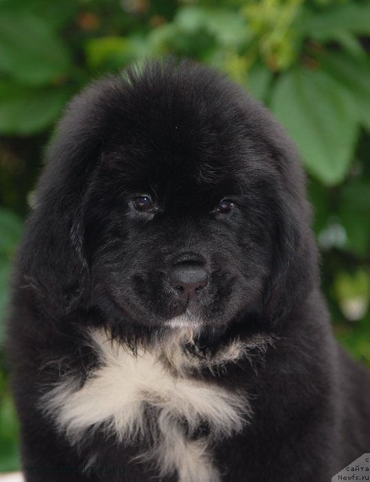 Фото: ньюфаундленд Sent Djons Evraziya (Сент Джонс Евразия)