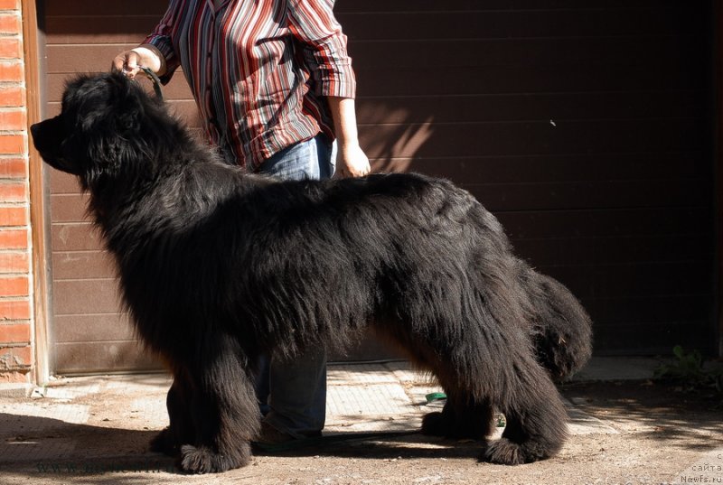 Фото: ньюфаундленд Sent Djons YEdem in may Heart (Сент Джонс Эдем ин май Хеарт)