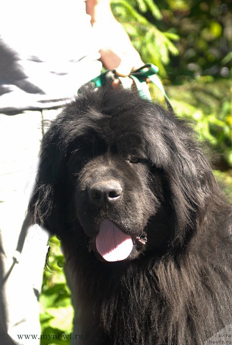 Фото: ньюфаундленд Sent Djons YEdem in may Heart (Сент Джонс Эдем ин май Хеарт)