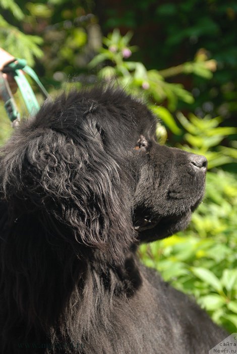 Фото: ньюфаундленд Sent Djons YEdem in may Heart (Сент Джонс Эдем ин май Хеарт)