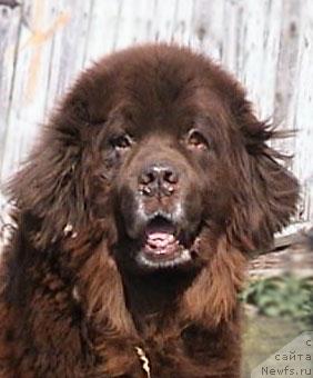 Фото: ньюфаундленд Gryem Alrif Botsveyn (Грэм Алриф Ботсвейн)