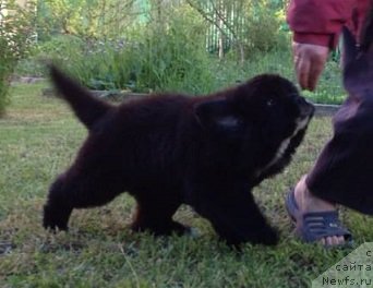 Фото: ньюфаундленд Volshebnica Izumrudnogo Goroda (Волшебница Изумрудного Города)