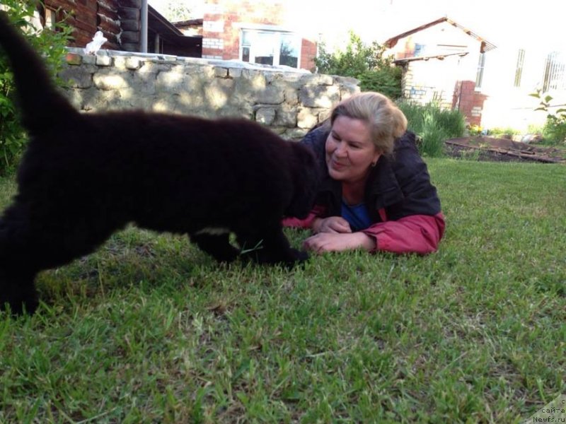 Фото: ньюфаундленд Volshebnica Izumrudnogo Goroda (Волшебница Изумрудного Города), Svetlana Botova (Светлана Ботова)