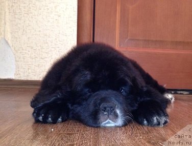 Фото: ньюфаундленд Volshebnica Izumrudnogo Goroda (Волшебница Изумрудного Города)